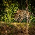 natucate-reiseort-guatemala-peten-jaguar