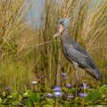 uganda-laenderinformation-balaeniceps-rex-victoriasee