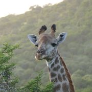 freiwilligenarbeit-suedafrika-zululand-artenschutz-emma-giraffe-2-natucate