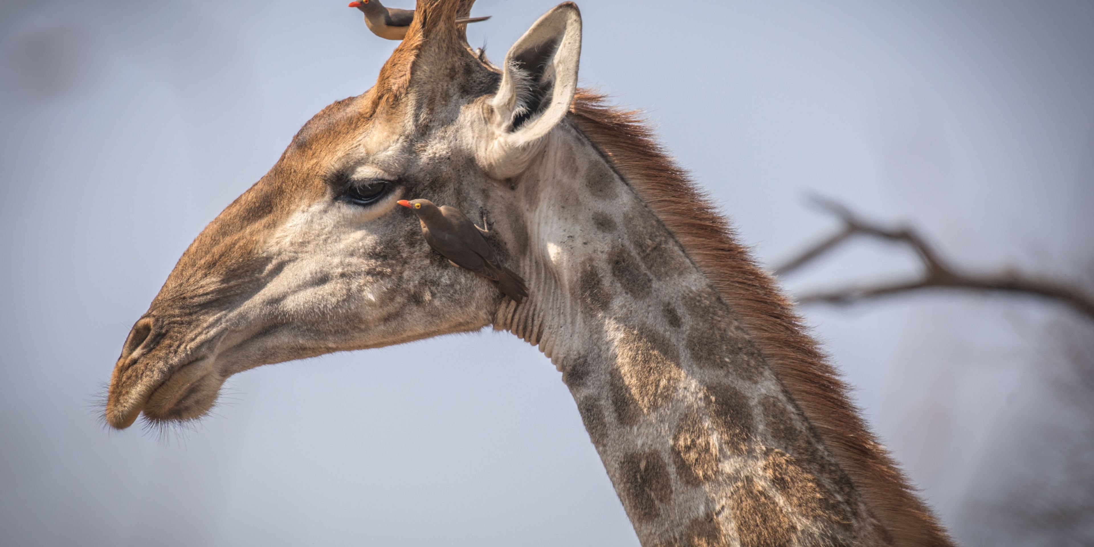 Nahaufnahme eines Giraffenkopfes, auf welchem zwei Totschnabel-Madenhacker sitzen