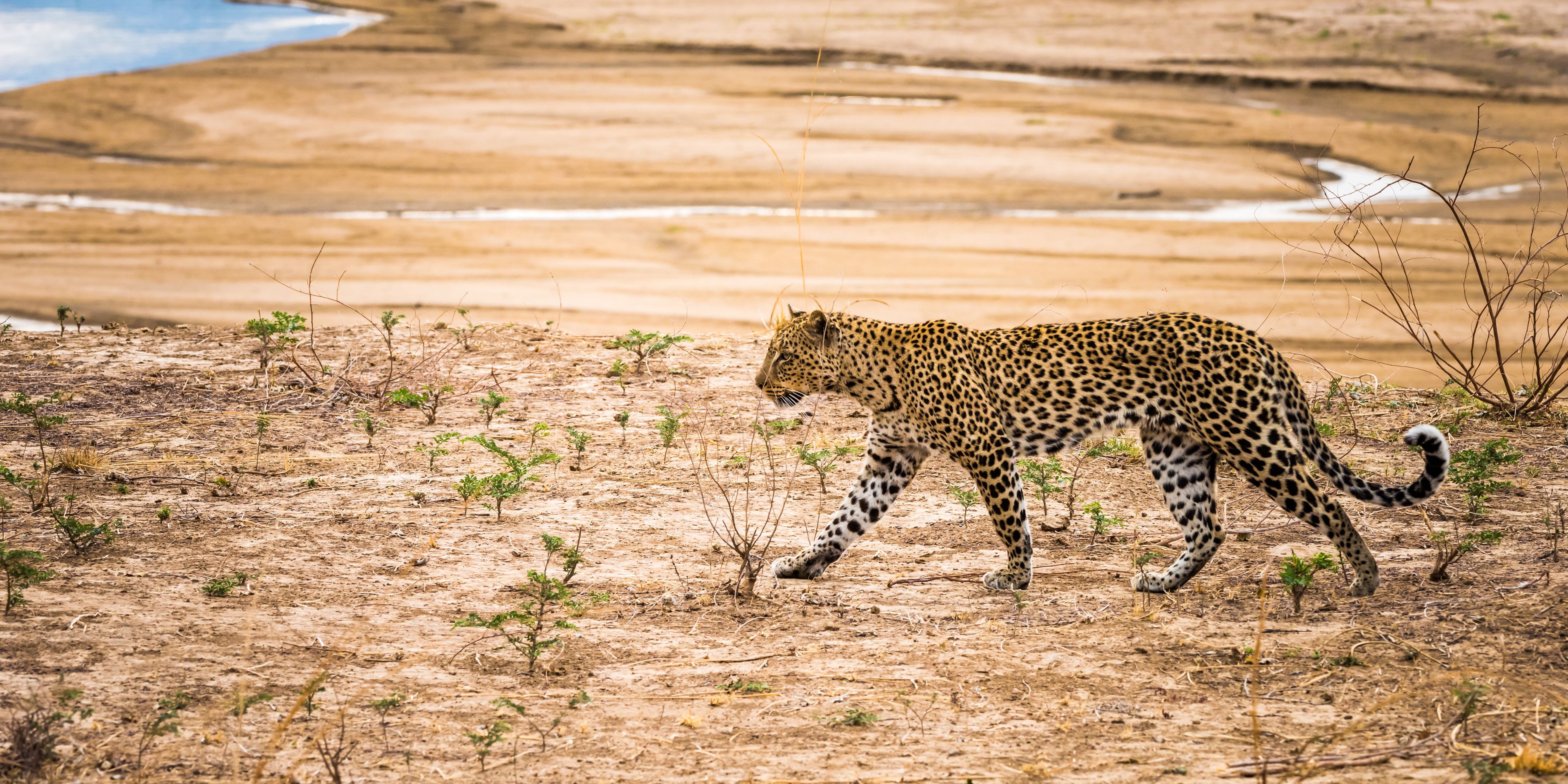 natucate-trip-zambia-safari-walking-robin-pope-leopard-walking