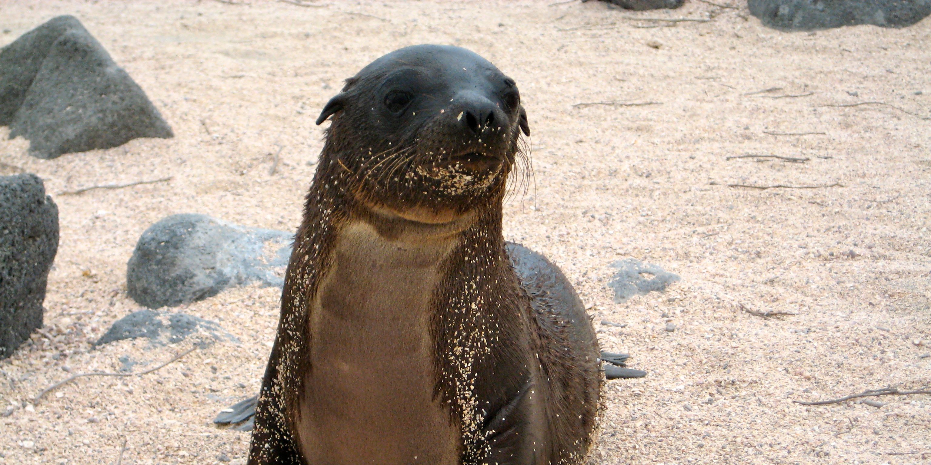 natucate-freiwilligendienst-ecuador-artenschutz-baby-robbe-strand