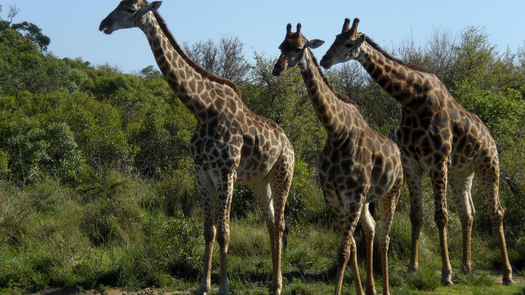 erfahrungsberichte-freiwilligenarbeit-suedafrika-zululand-marianne-giraffen-natucate