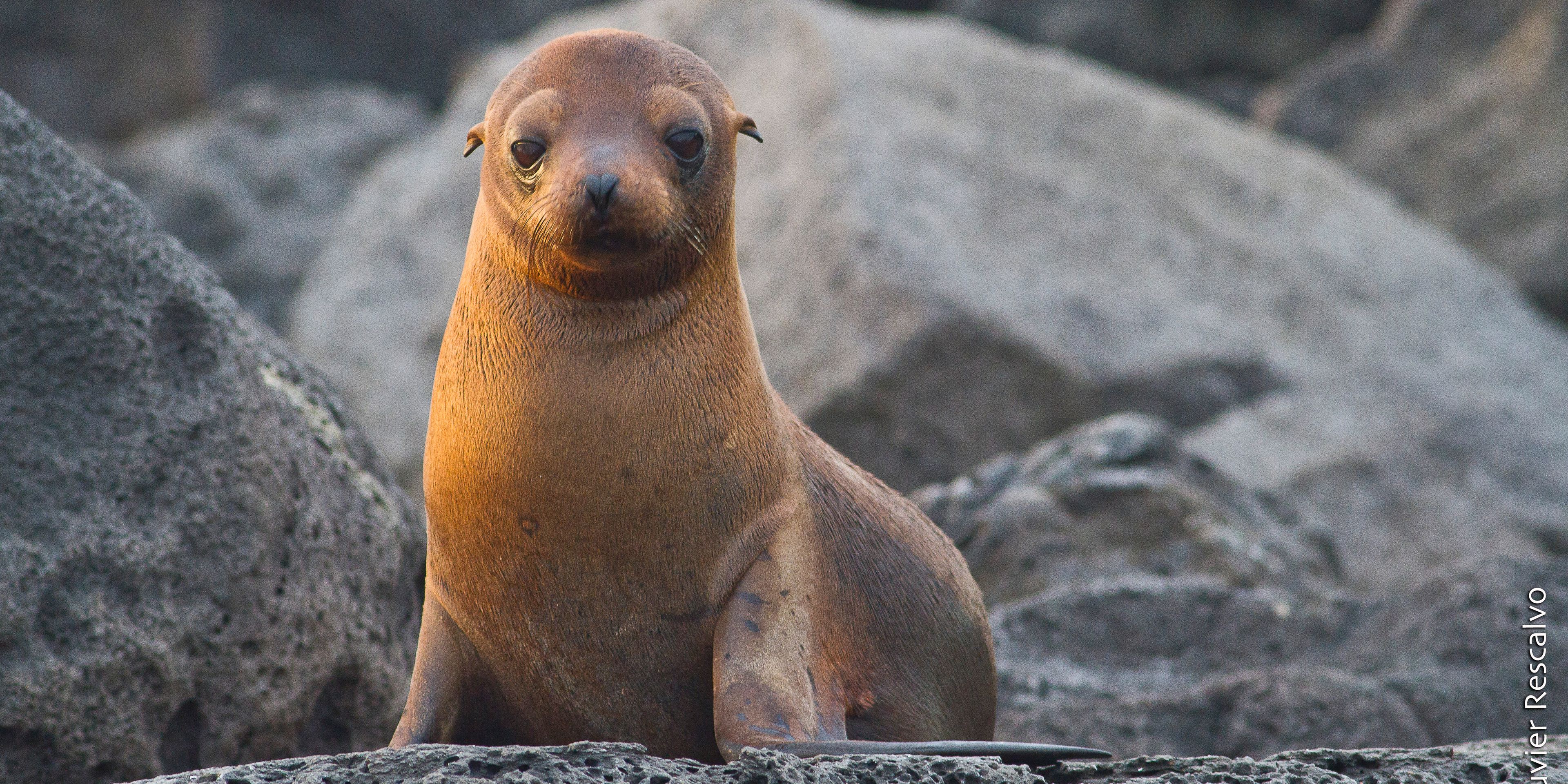 natucate-freiwilligendienst-ecuador-artenschutz-robbe-baby-felsen