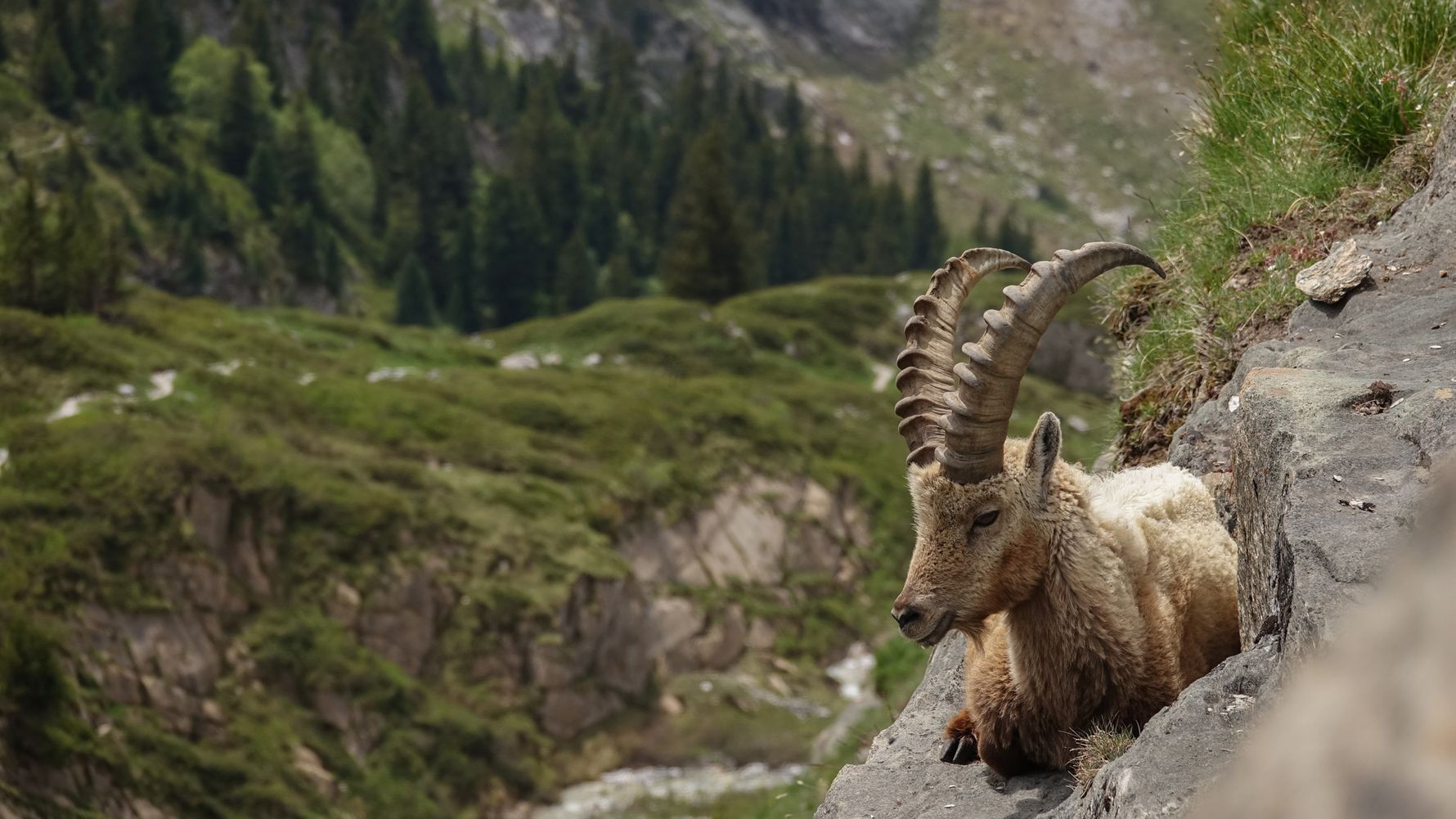 A reclining ibex with powerful, long, curved horns in a leafy mountain landscape in the Vanoise National Park