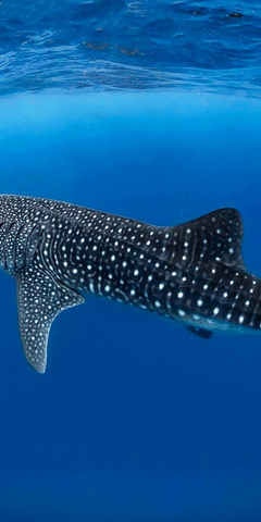 freiwilligenarbeit-malediven-asien-artenschutz-walhai-volunteer-header-natucate