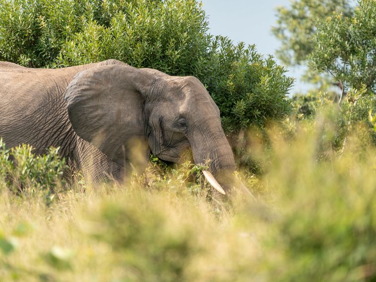 Elephant in the bush