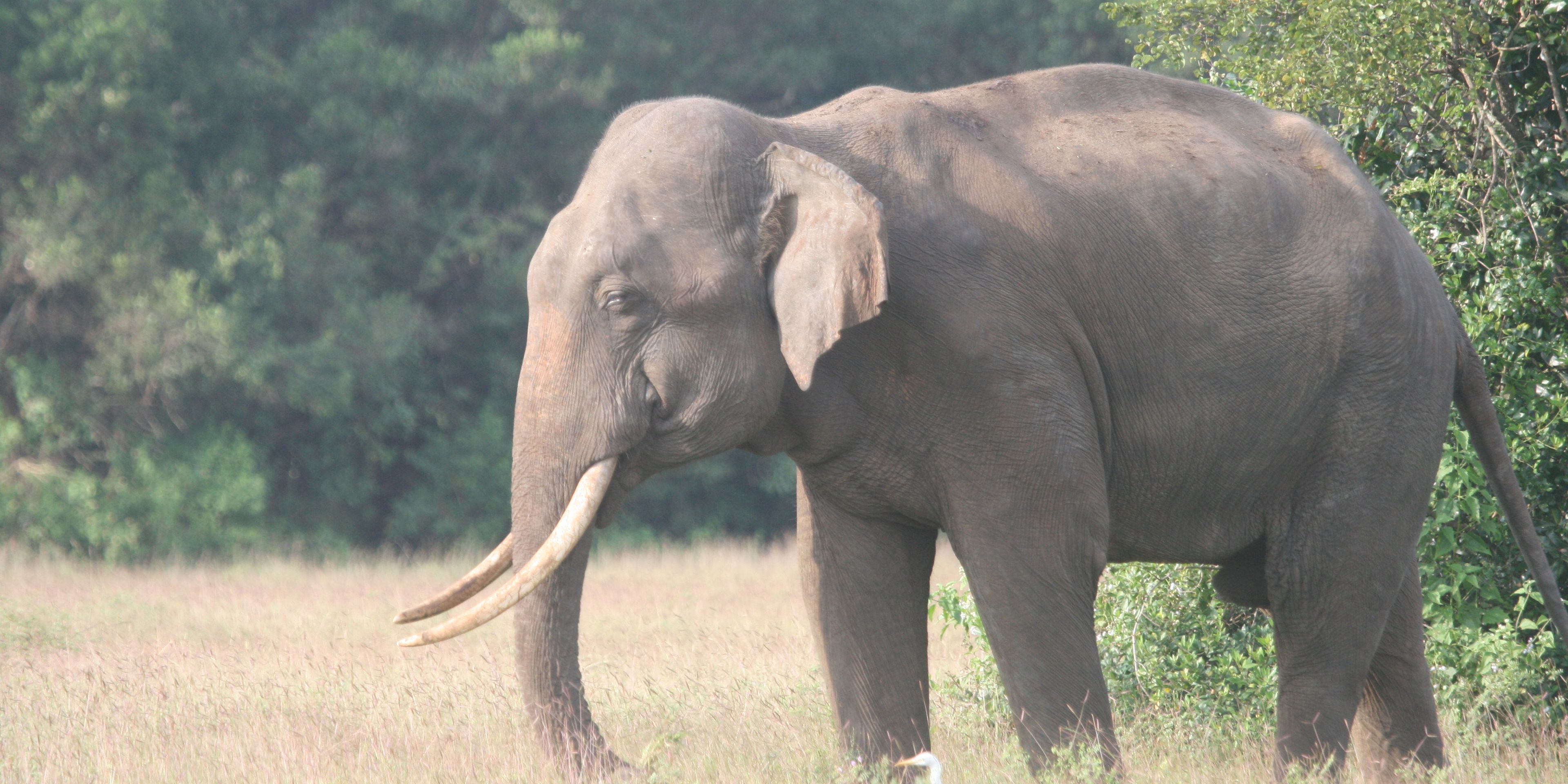 Ein Elefant steht in Sri Lankas Wasgamuwa Nationalpark und frisst.