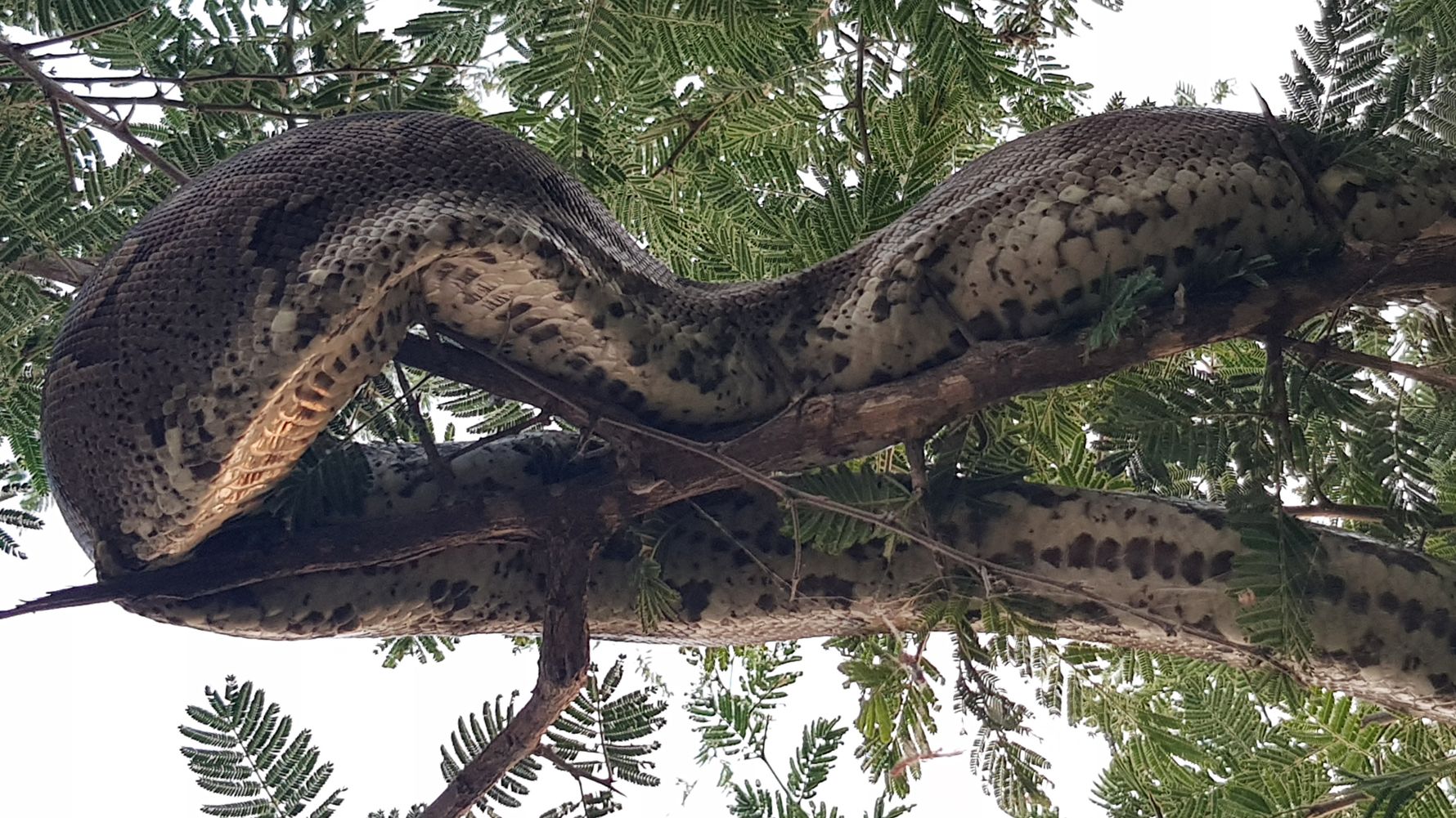 blog-news-projektbesuch-ecoquest-suedafrika-schlange-natucate