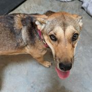 natucate-blog-review-thailand-koh-lanta-wayne-dog-close-up