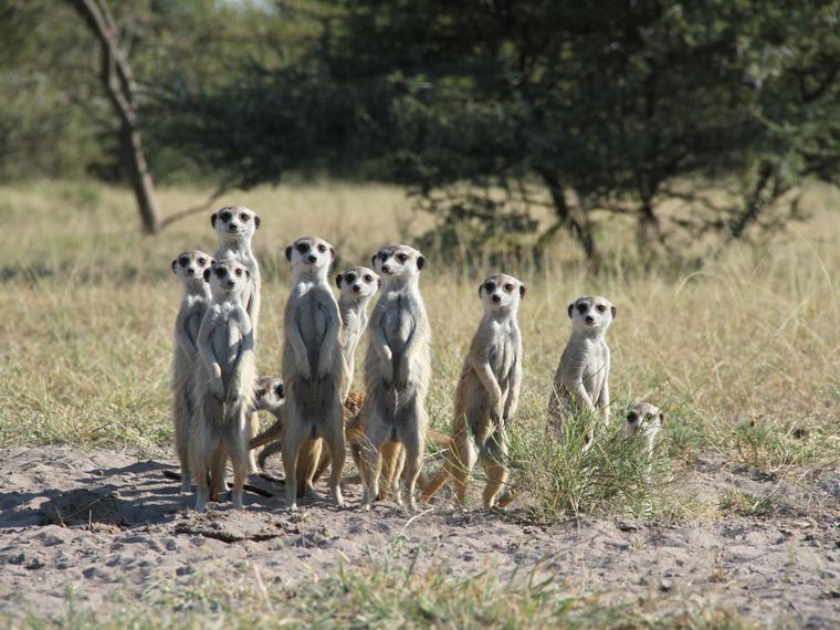 afrika-naturwissen-erdmaennchen