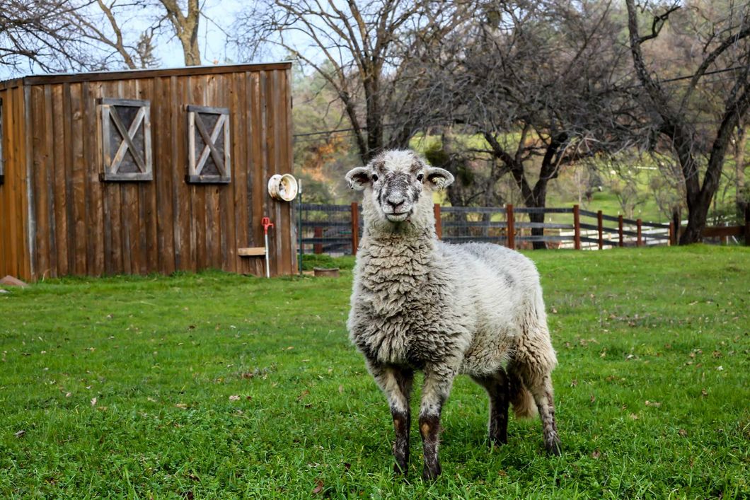 A sheep is standing in a meadow in California, curiously looking into the camera.
