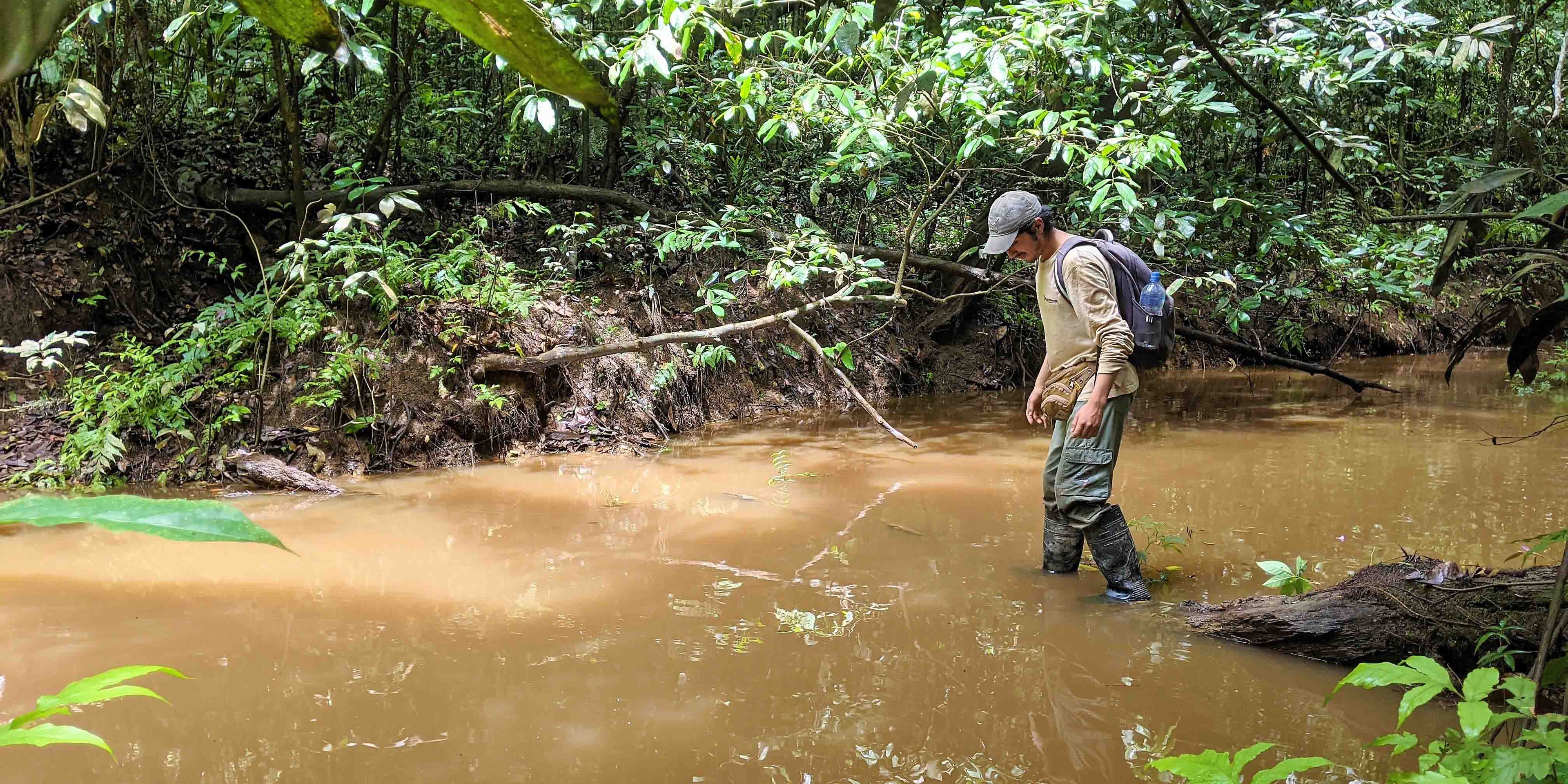 Ein Freiwilligenhelfer der Forschungsstation durchquert einen Sumpf.