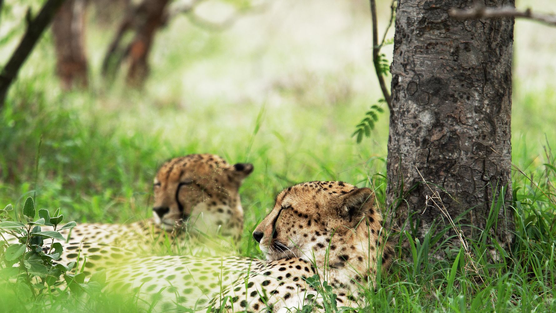 kleine-veraenderungen-mit-grosser-wirkung-karongwe-gepard-blog-natucate
