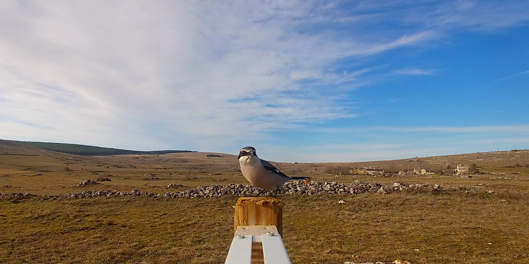 Ein wilder Vogel sitzt auf einem Pfosten umgeben von der offenen Weites des Hochplateaus