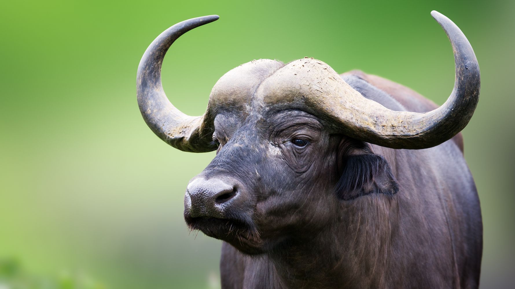 Bueffel gehoeren zu den Big 5 und gelten als gefaehrliche Tiere