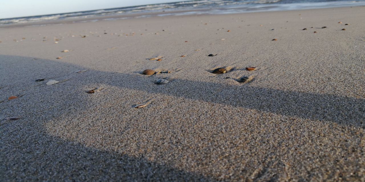 natur-und-rangerkurs-florida-usa-haiforschung-muscheln-strand-natucate