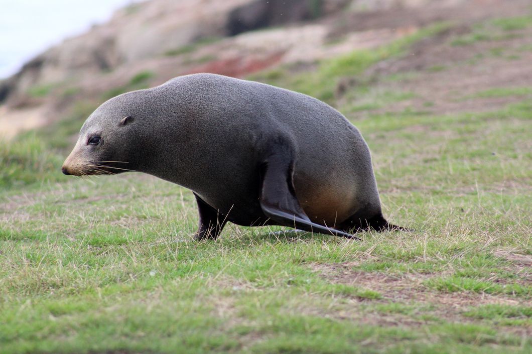 Naturschutz in Neuseeland: Ein Seehund auf dem Weg zurueck zum Meer