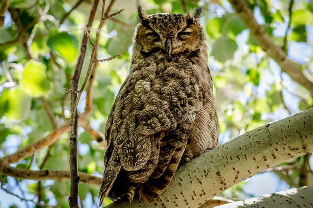 Nahaufnahme einer auf einem Ast sitzenden Eule mit geschlossenen Augen