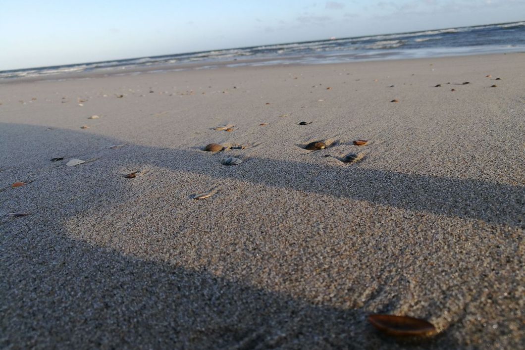natur-und-rangerkurs-florida-usa-haiforschung-muscheln-strand-natucate
