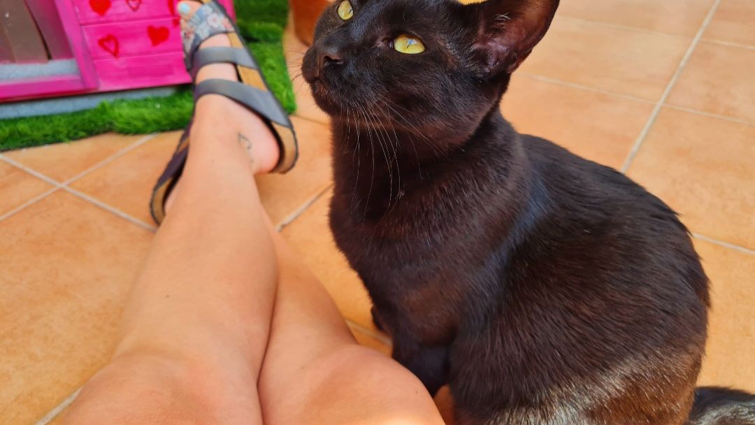 freiwilligenarbeit-griechenland-tierschutz-elli-23