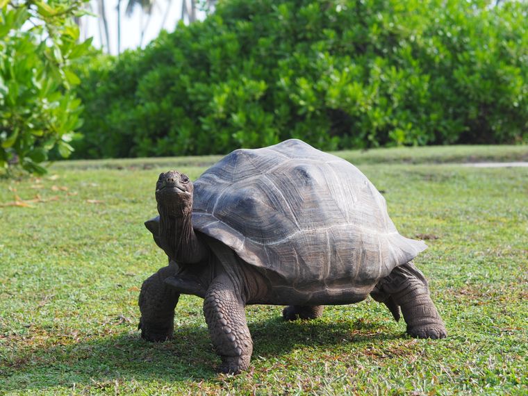 Rangerkurs: Eine grosse Landschildkroete auf einer Wiese
