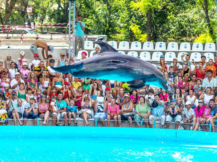 blog-naturwissen-top-10-anti-delfinarium-natucate