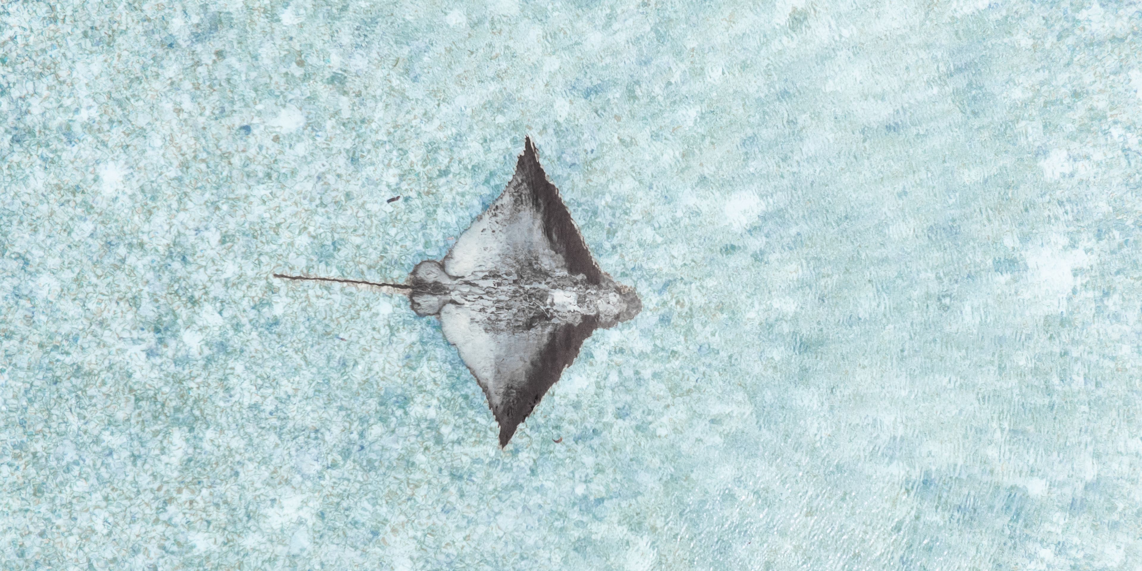 natucate-travel-volunteering-seychelles-platte-island-manta-ray-bright