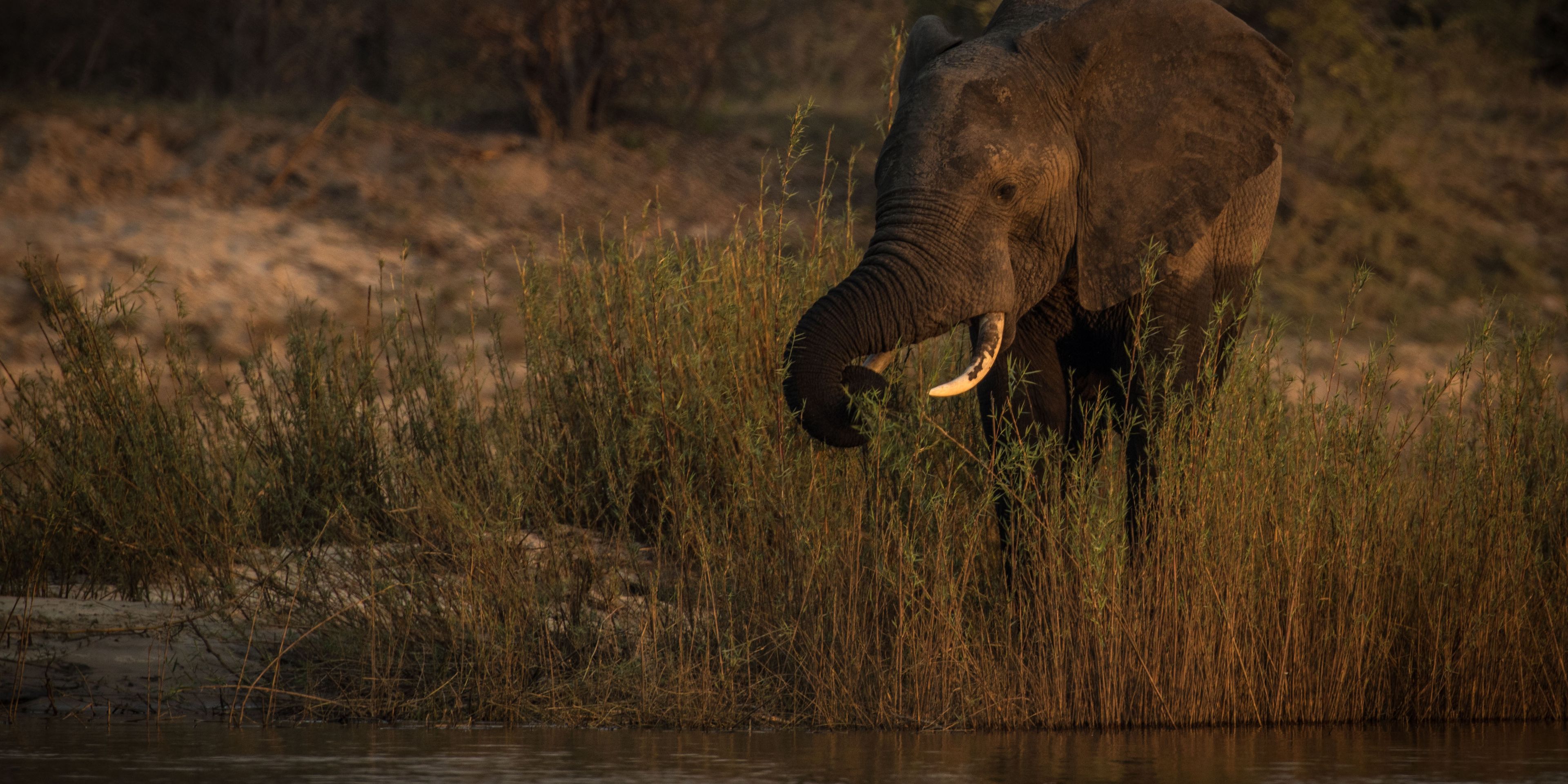Aufnahme eines Elefanten, der am Ufer eines Flusses in einem sambischen Game Reserve steht und frisst