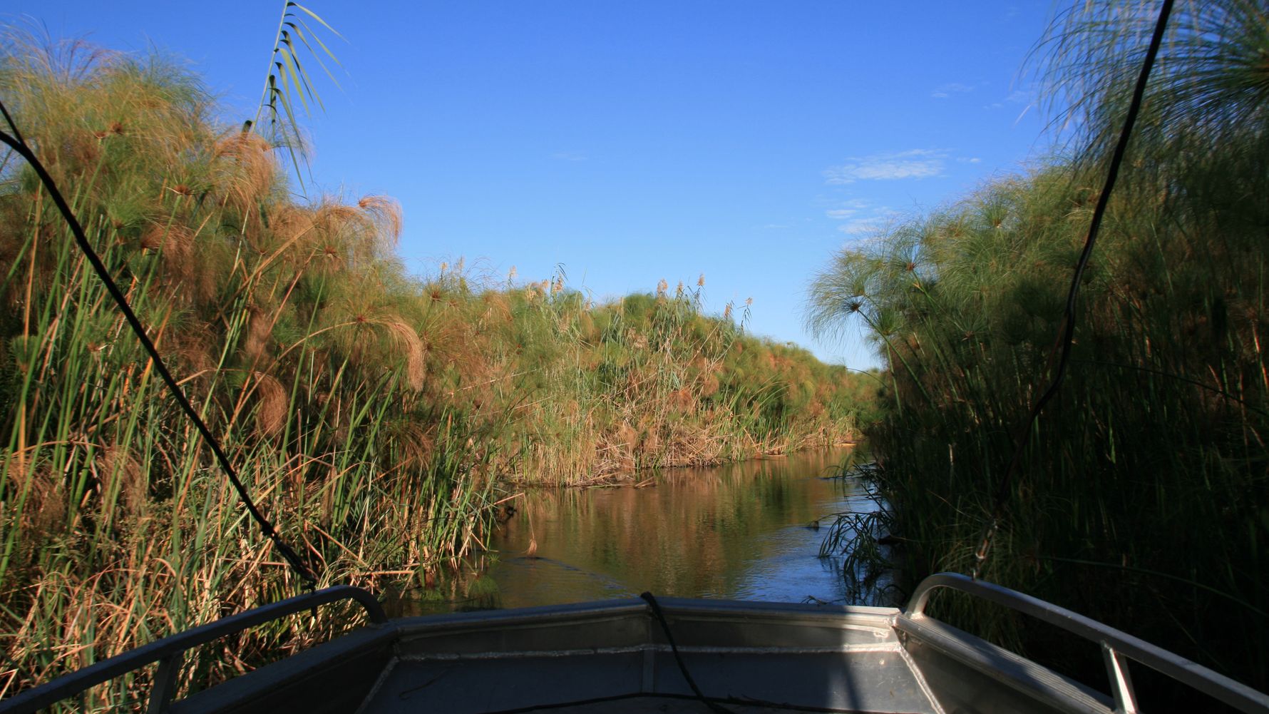 Motorboottour in Afrika: Blick aus dem Motorboot auf einen schilfgesaeumten Kanal des Okavango Deltas