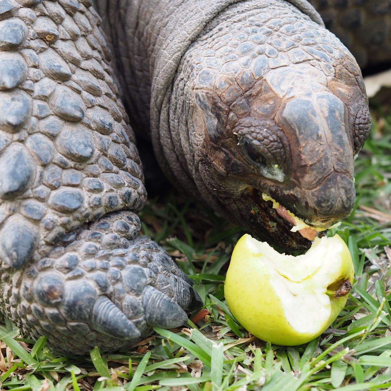 freiwilligenarbeit-seychellen-schildkroete-artenschutz-natucate