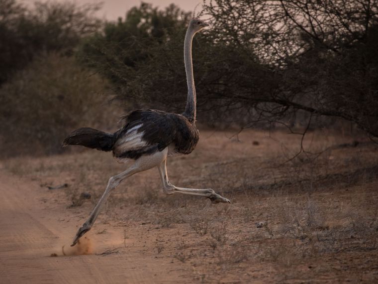 Ein Strauss rennt mit seinen langen Beinen durch die Savanne und erreicht bis zu 80 Stundenkilometer