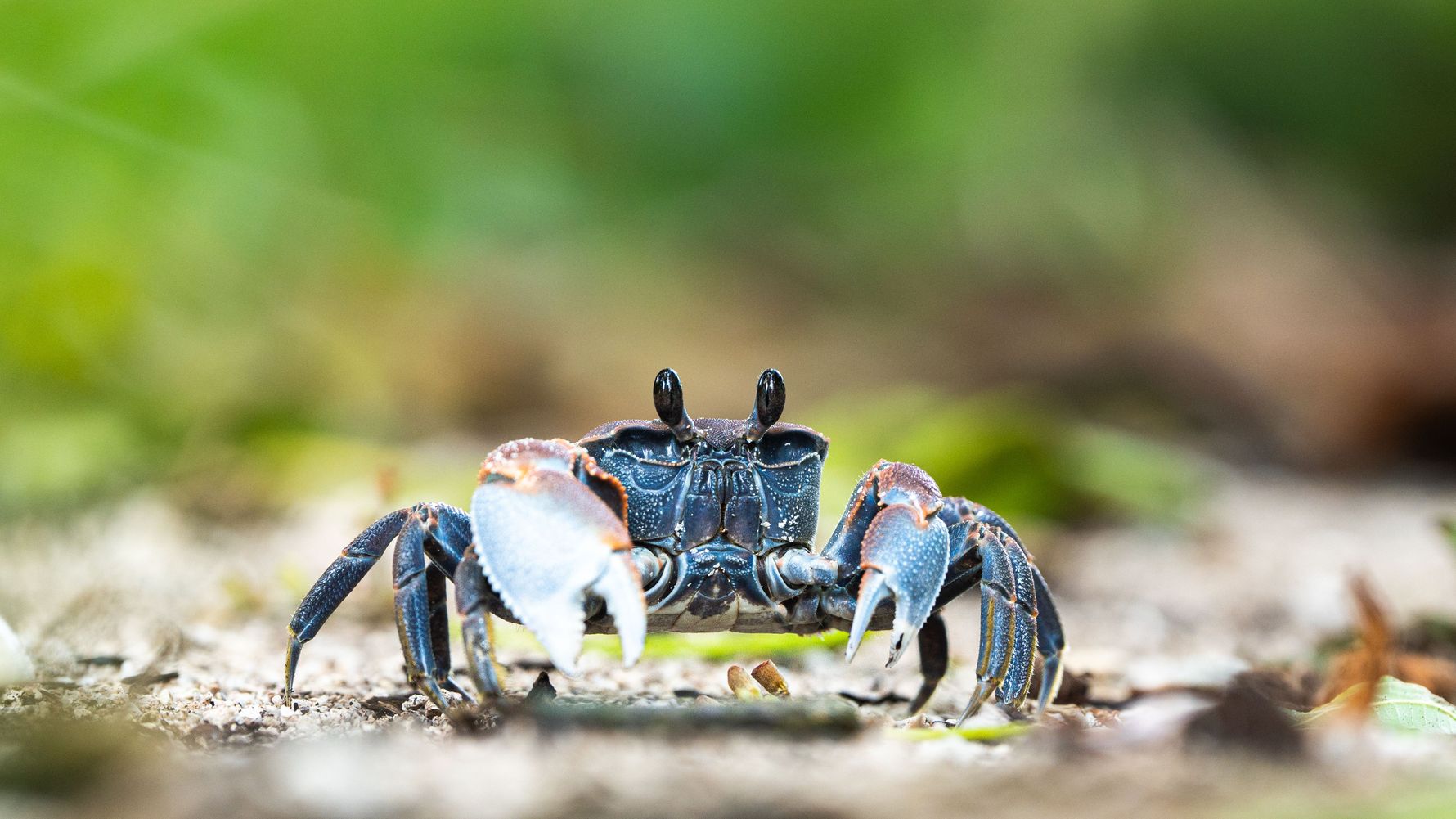 natucate-travel-volunteering-seychelles-platte-island-crab