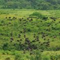 reiseorte-suedafrika-kwazulu-natal-buffalo-herde-natucate