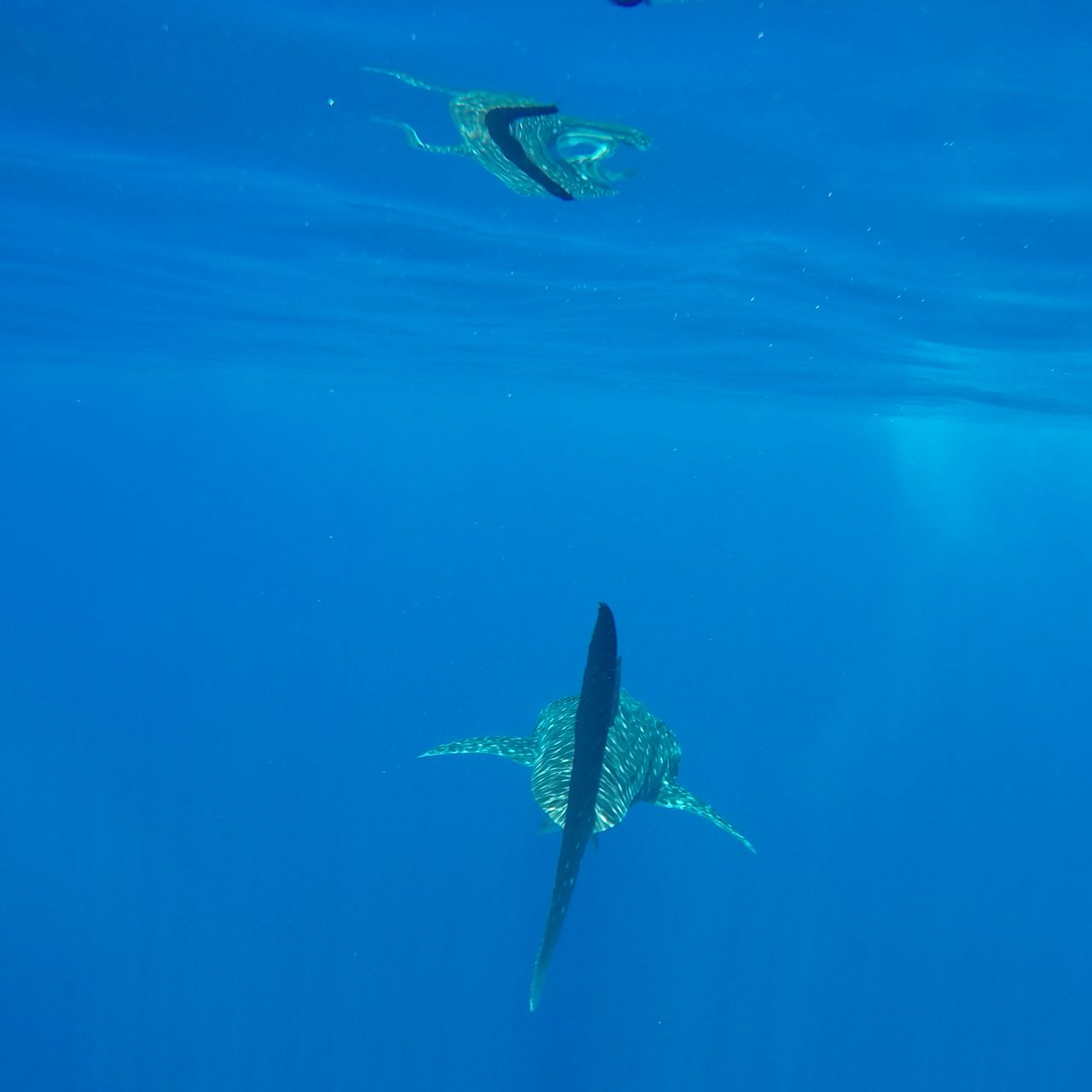 Freiwilligenarbeit: Die Schwanzflosse eines Walhais fotografiert vor der Kueste der Malediven