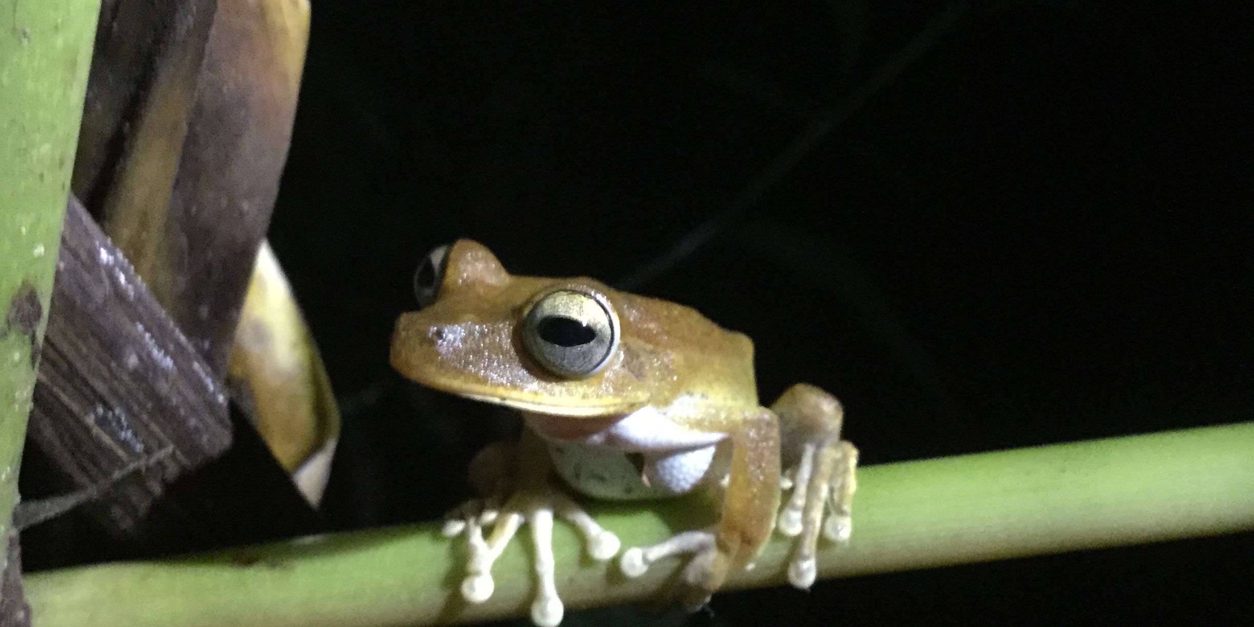 Ein Frosch dient bei einem Naturkurs als Beispiel fuer typische Amphibien aus dem Amazonas