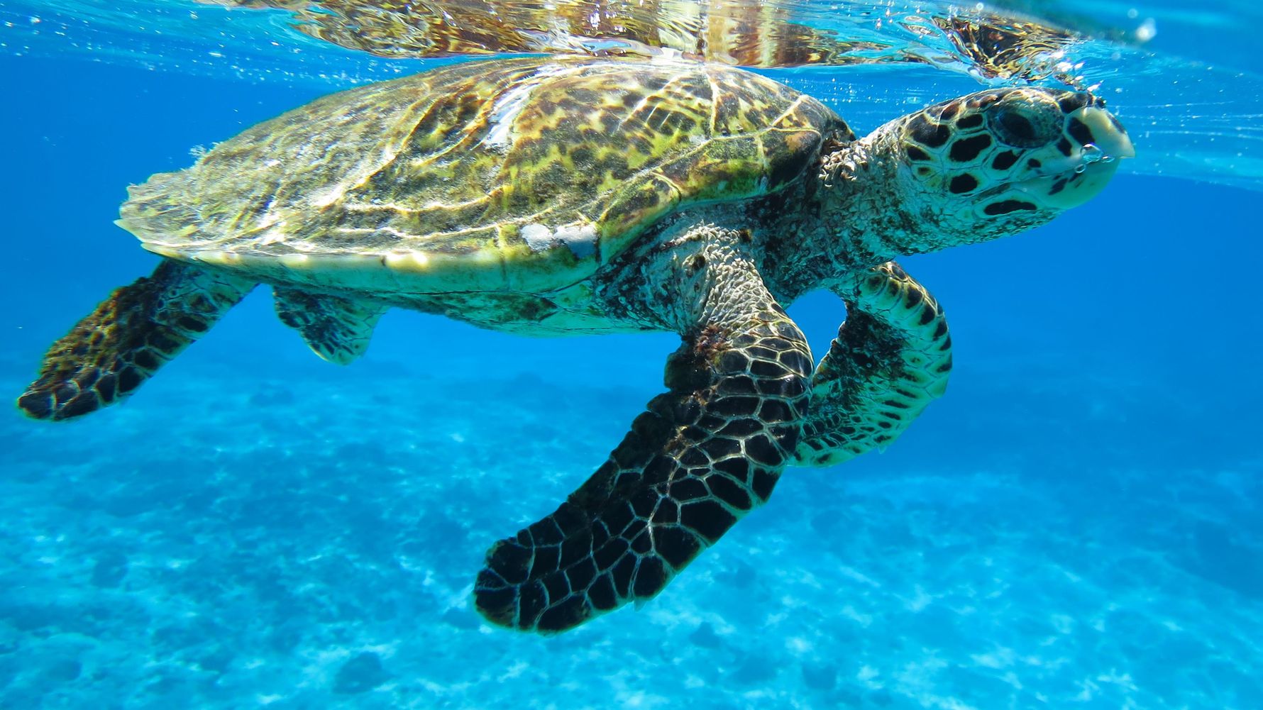 Schildkroete im Meer an der Wasseroberflaeche