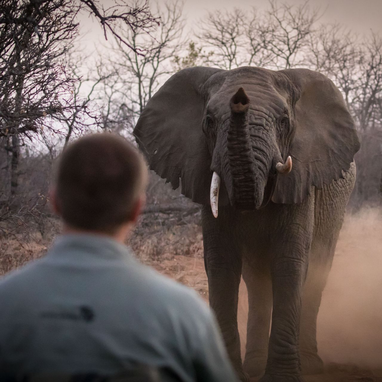 erfahrungsberichte-suedliches-afrika-fgl1-rangerausbildung-elefanten-natucate
