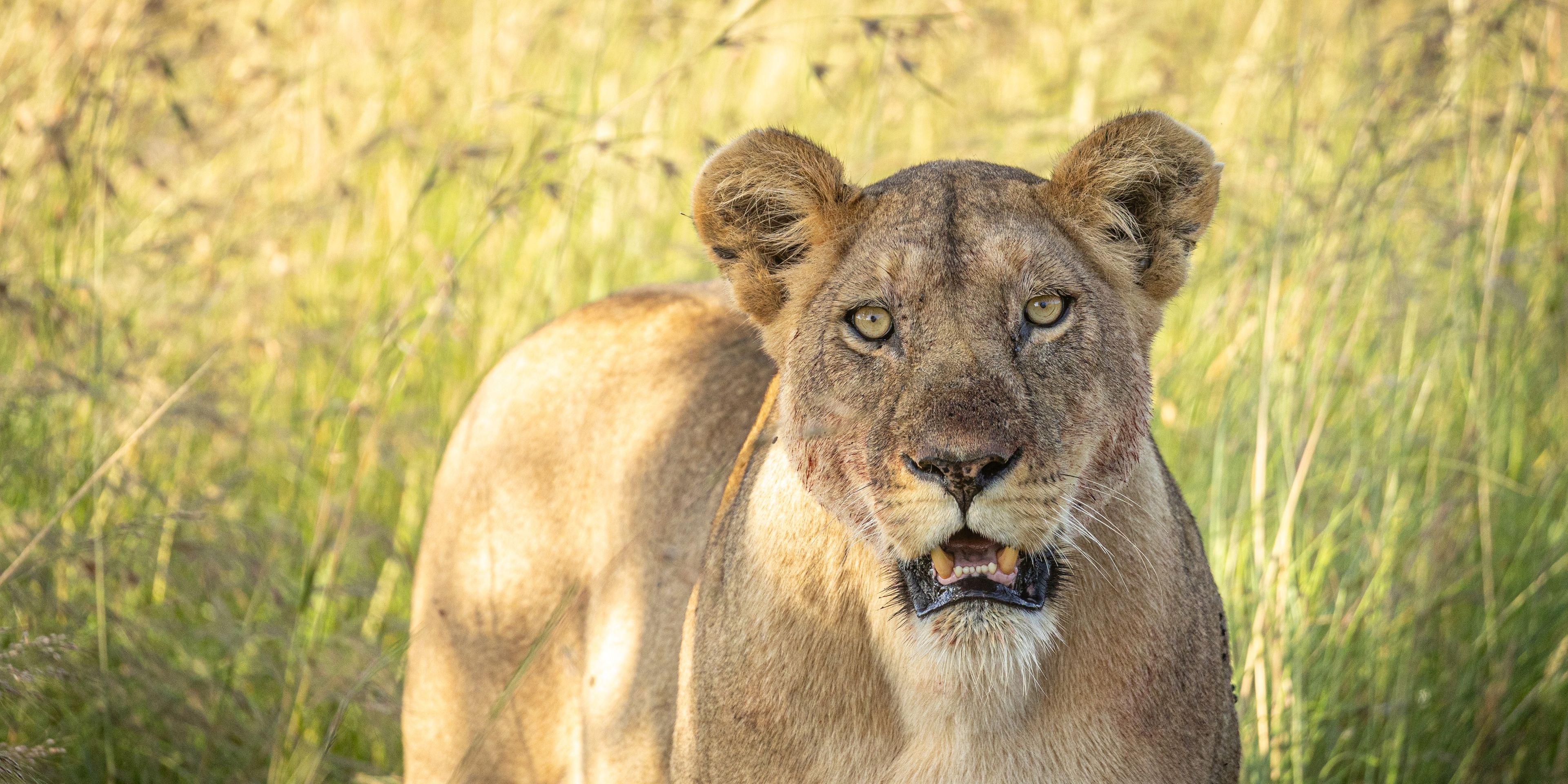 natucate-pwe-tanzania-sayari-lioness