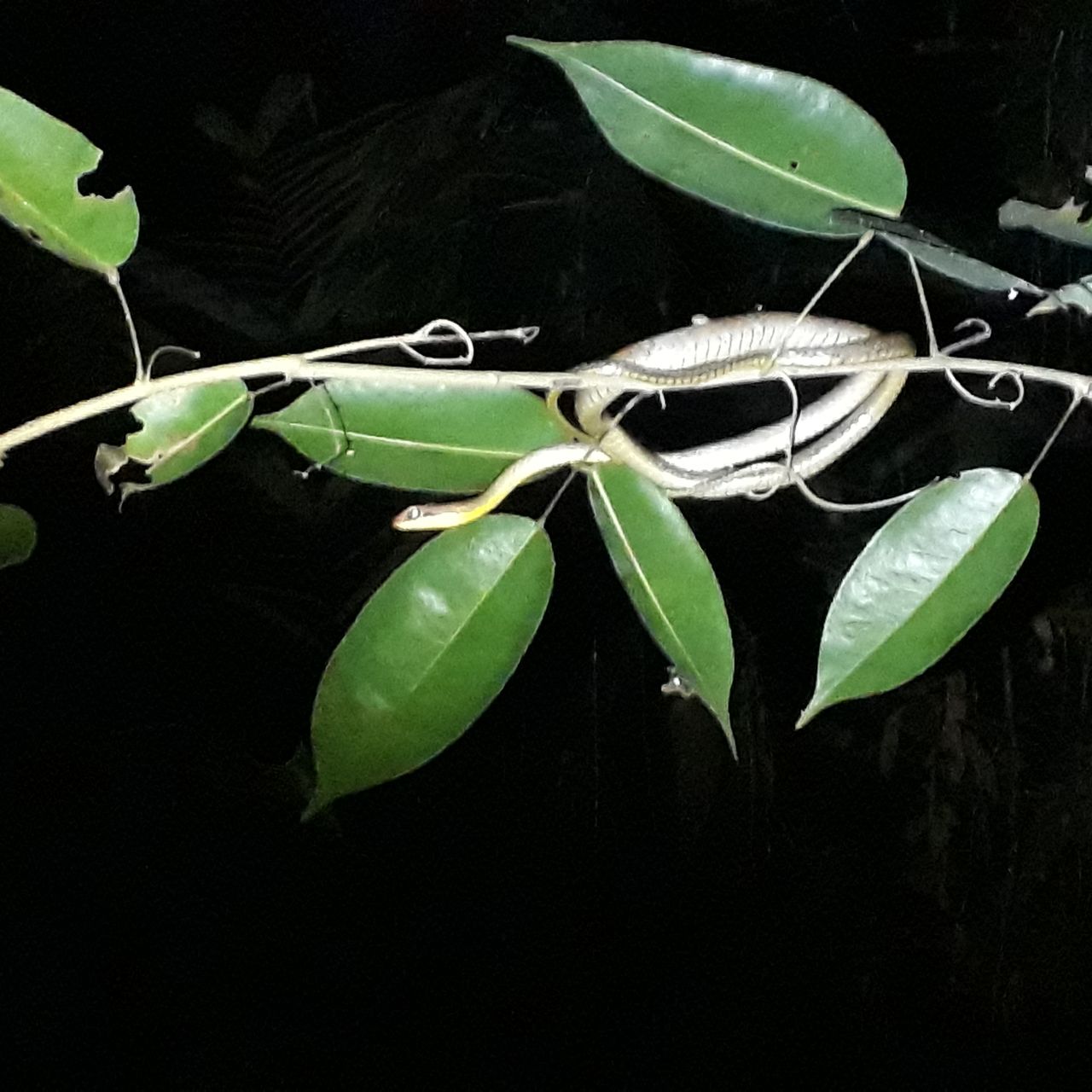 freiwilligendienst-erfahrungsbericht-peru-mira-grafe-nacht-blatter