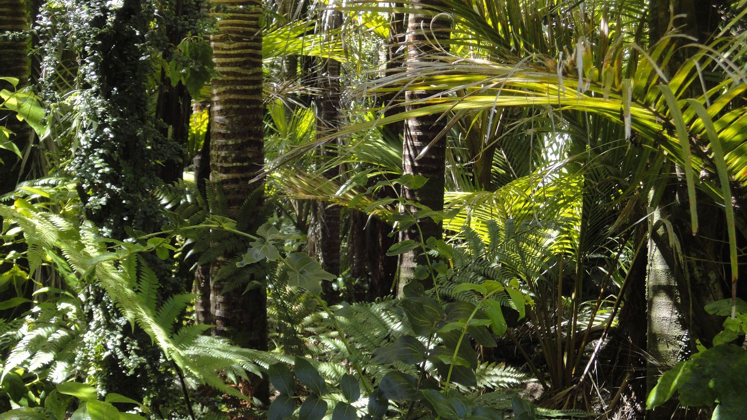 Die erste Reise von dem Insektensammler und Naturforscher Alfred Russle Wallace ging nach Brasilien zum Amazonasbecken.
