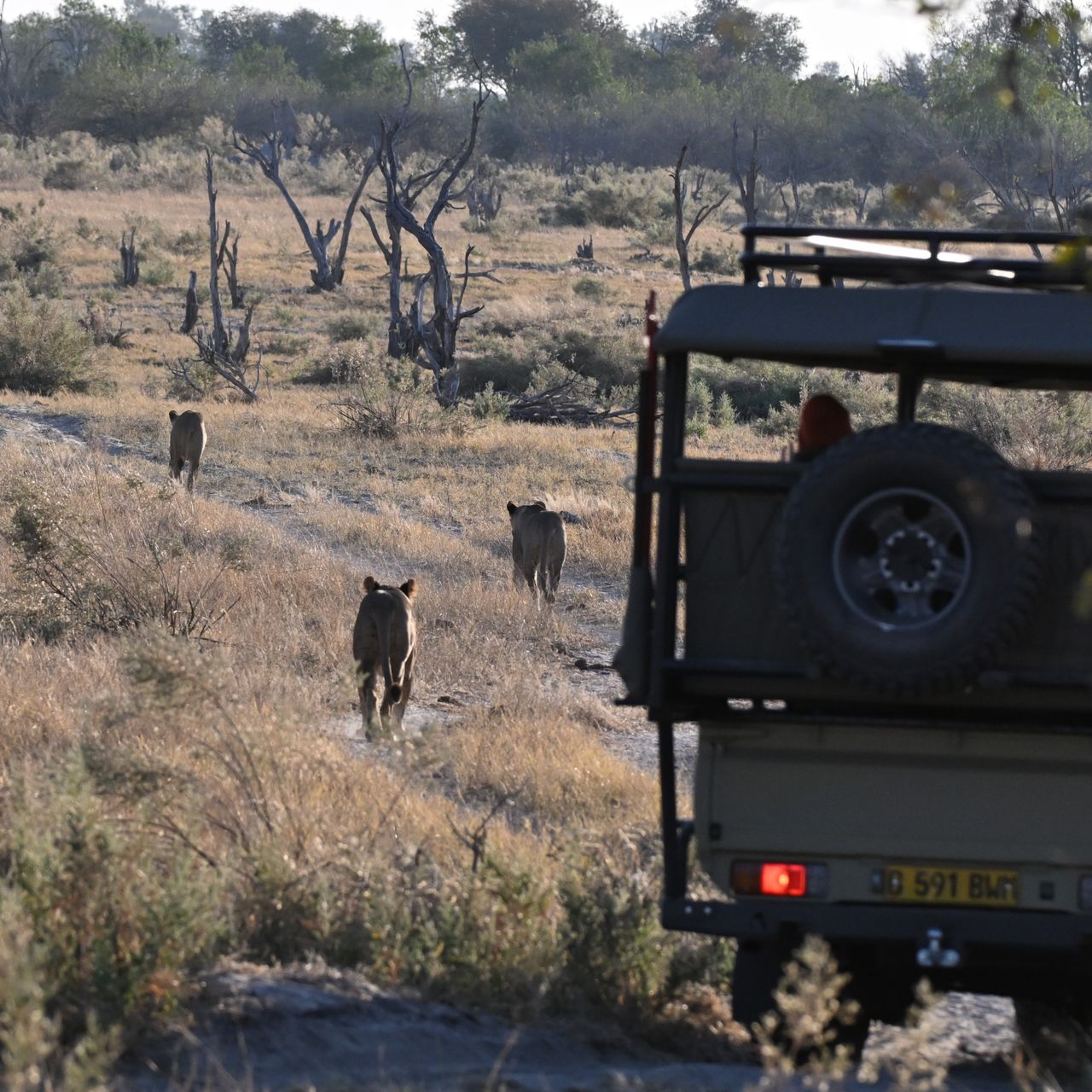 Game Drive with lions