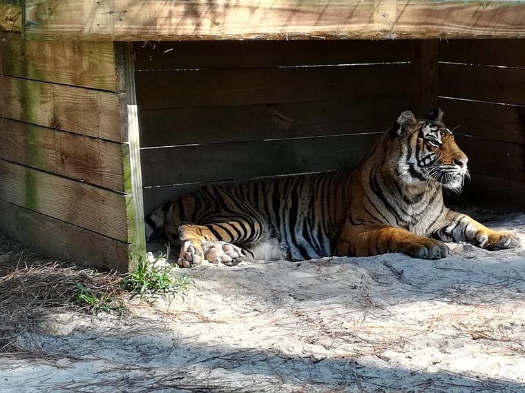 erfahrungsberichte-freiwilligenarbeit-usa-florida-wildlife-margaux-tiger-natucate