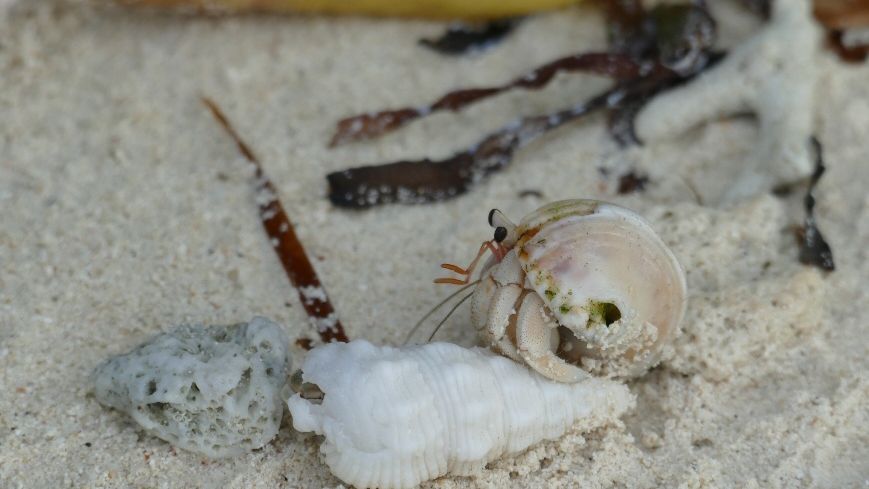 Detailaufnahme vom Sandstrand der Malediven.