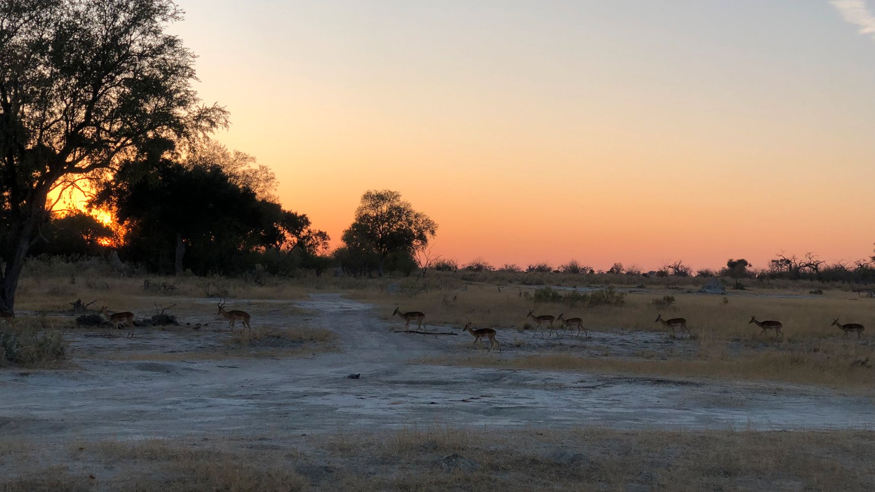 natucate-blog-africa-golden-hours-group-of-antelopes