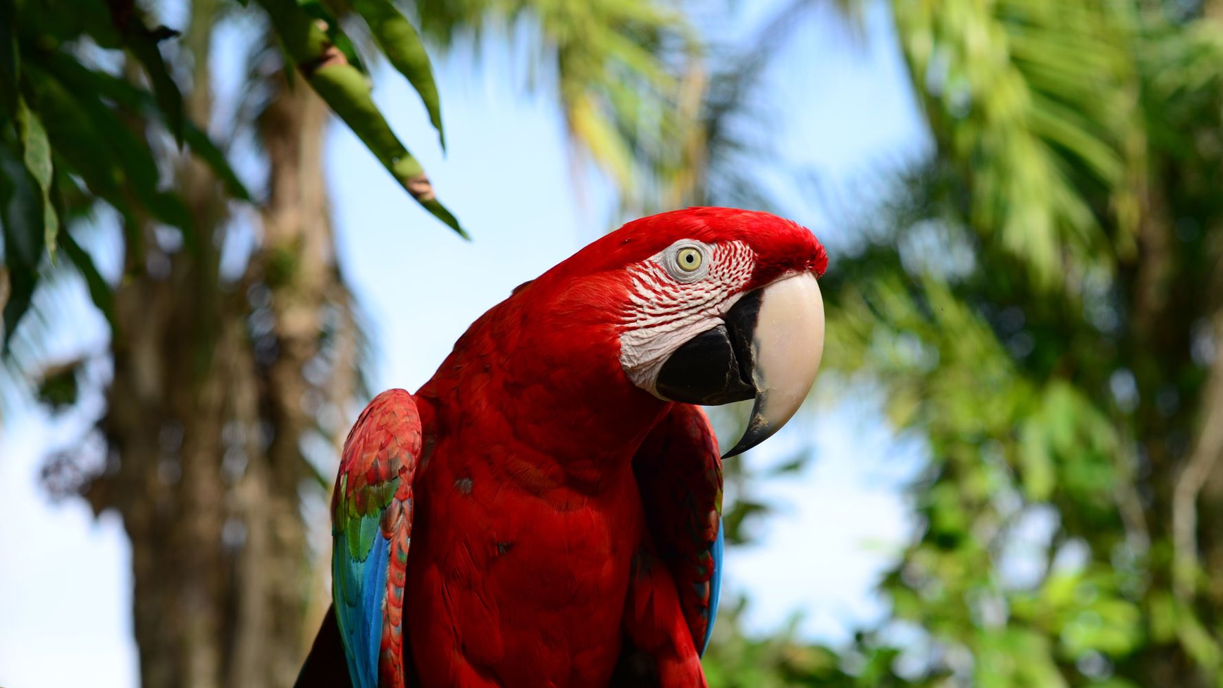 A red parrot sitting on a branch