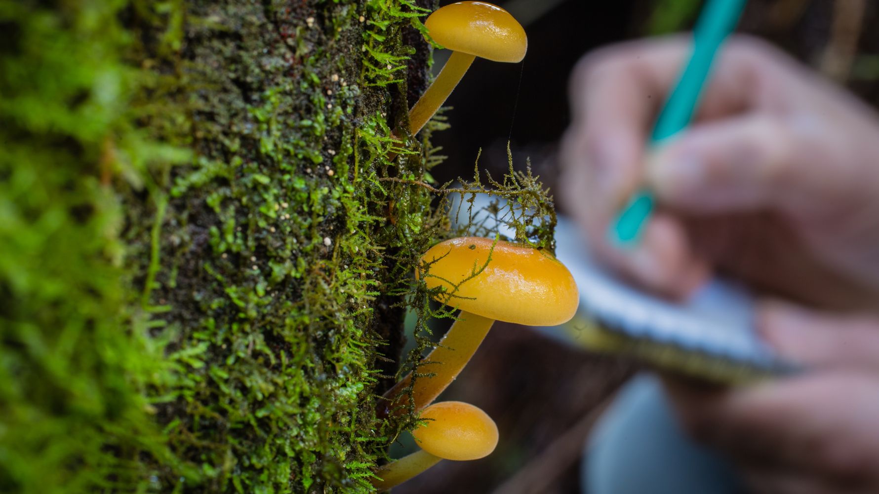 natucate-blog-citizen-sciene-knowledge-mushroom-data