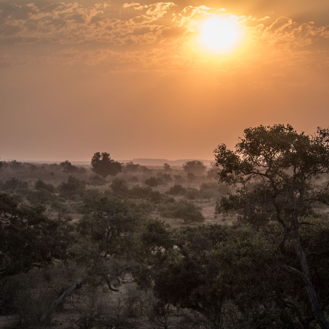 erfahrungsberichte-naturreise-afrika-private-wilderness-experience-matthias-sonnenuntergang-nebel-baeume-natucate