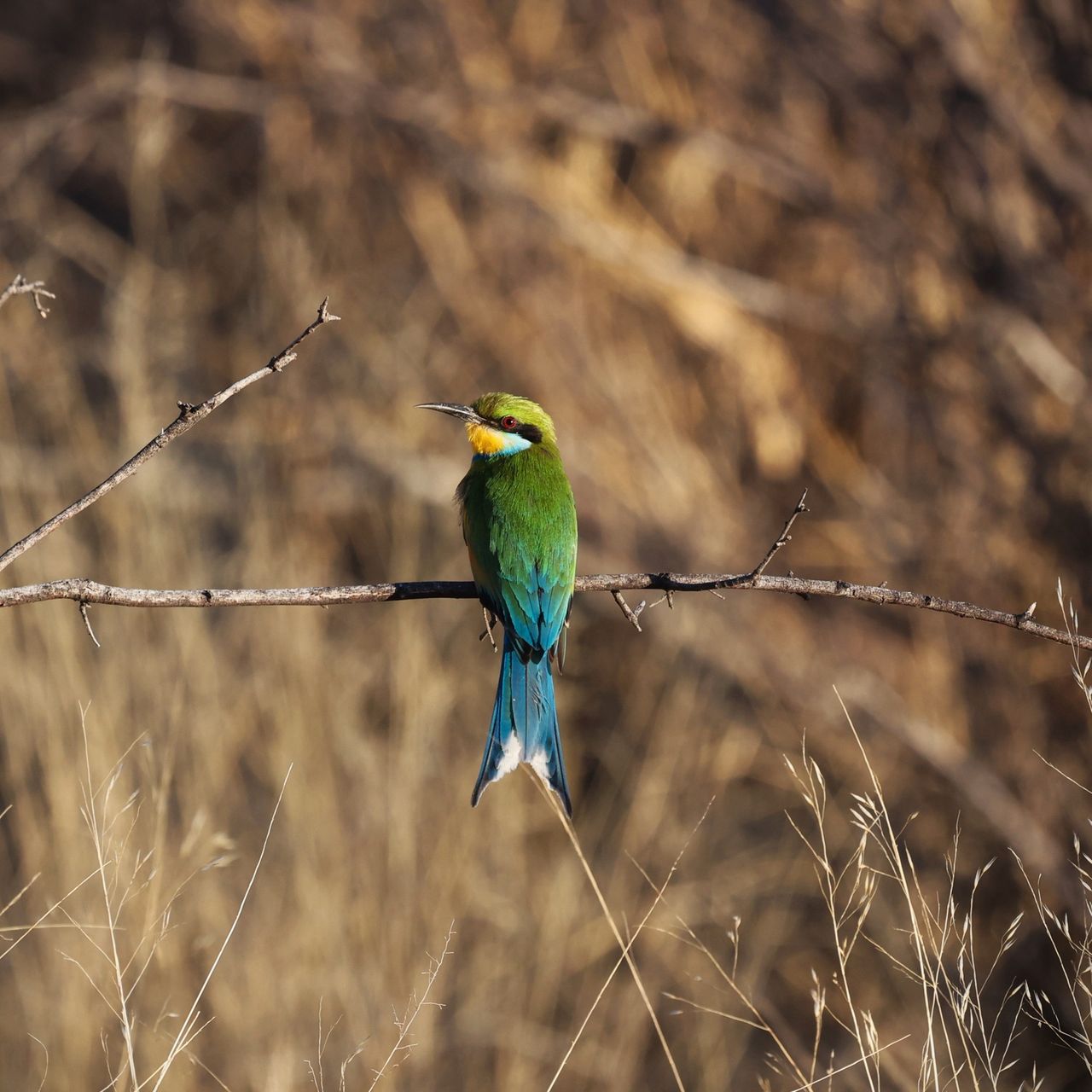 natucate-blog-review-james-kalahari-bird-roller