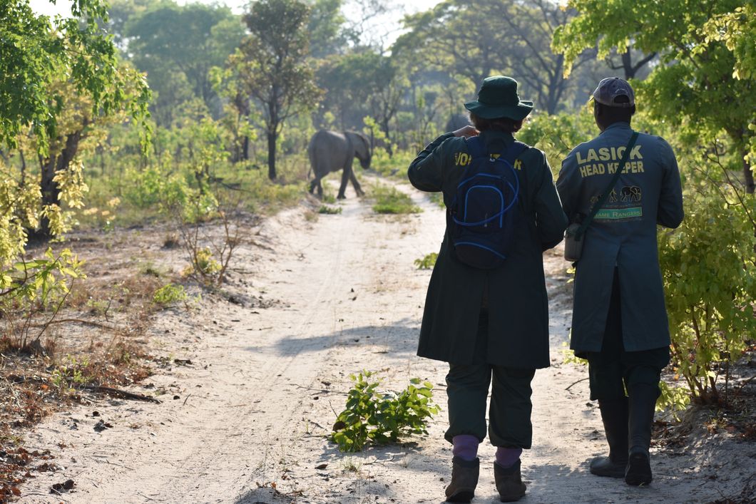 freiwilligenarbeit-sambia-artenschutz-kafue-nationalpark-volunteers-elefant-natucate